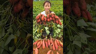 Potato harvest activities in rural agriculture farming harvesting potato [upl. by Housen735]