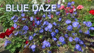 Blue Daze  Evolvulus  Dwarf Morning Glory Blue Daze Plant Care [upl. by Nnaeirual93]