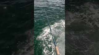 I Used a JET SKI to Catch DOZENS of THESE Fish [upl. by Flanders]