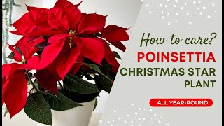 How to Care for Poinsettia Keep Your Christmas Star Alive All YearRound [upl. by Yelssew992]