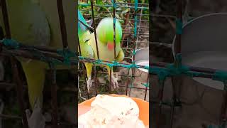 Chutki icecream kha rahi he🤗🤗🦜🦜🦜 viralvideo parrotlover [upl. by Jehoash21]