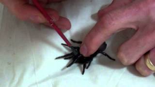 Grooming Tips for a Funnelweb Spider [upl. by Zolner]