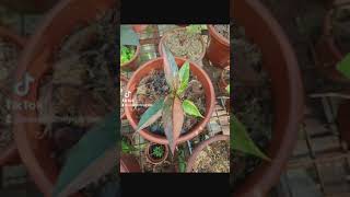 Anthurium Care Expert Tips for Thriving Plants Anthurium Plant Care amp Growing Guide [upl. by Obola]