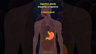 🧐 Digestive Glands  trendingshorts science learning upsc governmentjobs [upl. by Adall]