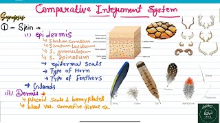 Comparative anatomy of integument system of vertebrates  comparative anatomy PSC AP RAS  BSC [upl. by Eiboj]