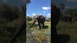 The Best Elephant Sighting Youll See Kruger National Park [upl. by Bartosch]