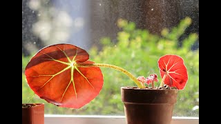 Propagating Begonia erythrophylla Beefsteak [upl. by Laersi725]