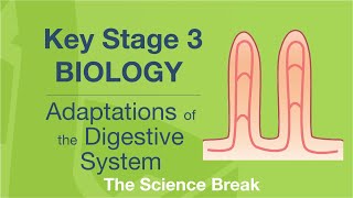 Key Stage 3 Science Biology  Adaptations of the Digestive System [upl. by Zetana]