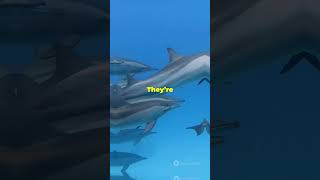 What HAPPENS to Dolphins in Captivity 🐬 Is it CRUEL [upl. by Zedecrem]