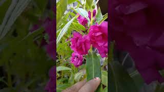 Pink dopati❤️🥰 flowers gardern musicgenre garndening musicsong nature garderning [upl. by Nnaassilem]