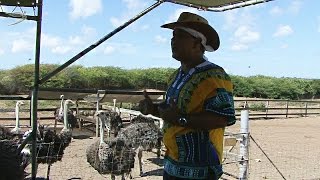 Curaçao Struisvogel Farm [upl. by Mallon]