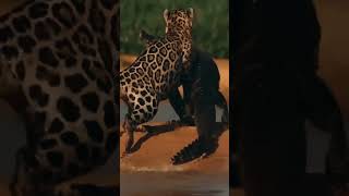 Jaguar Attacks Caiman Crocodile hunting wildlife crocodile jaguar animalhunt [upl. by Enyrb]