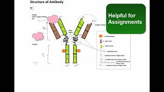 Antibody Structure and Function Tricky questions MCQsImmunologyAntibodies [upl. by Pasahow]