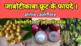 जाबोटीकाबा पेड़ । jaboticaba fruit in hindi  benefits of jaboticaba fruitpliniacauliflora [upl. by Ciapas999]