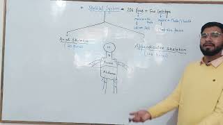 L  1 Skeletal system Class 11th Classification of bones education [upl. by Lertram]