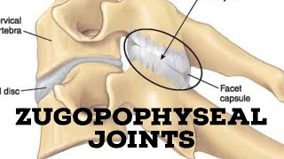 Zygopophyseal joints [upl. by Malonis]