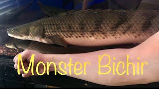 Godzilla 20 Giant Polypterus congicus bichir [upl. by Yanahc]