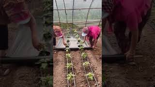 The process of covering pepper seedlings with mulching film [upl. by Elumas780]