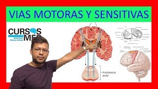 VÍAS SENSITIVAS Y VIAS MOTORAS ✅ [upl. by Irehc]