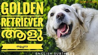 Golden Retriever Facts  Malayalam  Animal Factory [upl. by Butler168]