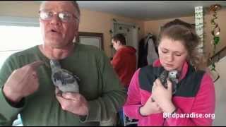 African Grey Parrot Babies [upl. by Anitnahs]