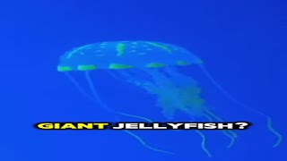 The Fascinating World Of Jellyfish Mindblowing Jellyfish Trivia [upl. by Haneen]