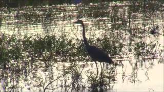 2013 FLW TV  Lake Okeechobee [upl. by Gabrielle]