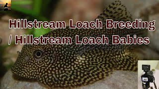 Hllstream Loaches Breeding  Hillstream Loaches babies [upl. by Sirred32]