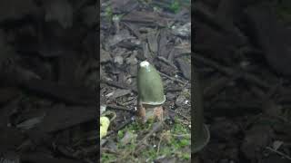 Stinkhorn Fruiting [upl. by Monaco]