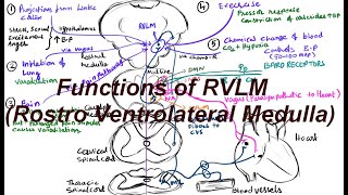 Basic functions of RVLM  Rostro Ventrolateral Medulla BP regulation [upl. by Renault]