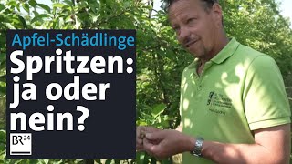 Schädlinge an Apfelbäumen Insektizide spritzen und weitere Bekämpfungsmethoden  Abendschau  BR24 [upl. by Paton129]