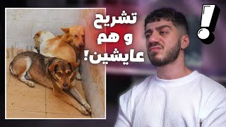 جامعة طب بيطري في مصر تعذب الحيوانات [upl. by Alena698]