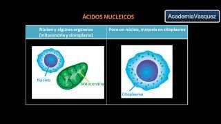 Ácidos Nucleicos Diferencias entre el ADN y el ARN [upl. by Navinod]