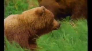 National Geographic Giant Bears of Kodiak Island [upl. by Immaj59]