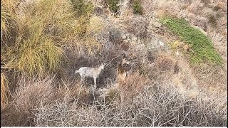 quotFAUNA IBERICA SALVAJE EN ESTADO PUROquotPrimeras Imágenes de Cabra Montés Albina mamando de su madre [upl. by Crifasi857]