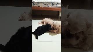 Selamat Sore thekingdomofmaltipoo puppy maltipoo poodle [upl. by Liakim34]