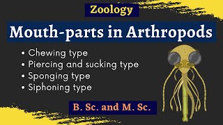 Arthropoda  Mouth parts  B Sc and M Sc  Zoology [upl. by Buine]