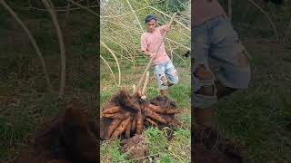 hello 🥰 Harvest potatoesshortvideo 🥰👍🏻❤️ [upl. by Acitel297]