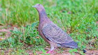 Pombaasabranca  Picazuro Pigeon  Patagioenas picazuro [upl. by Berard]