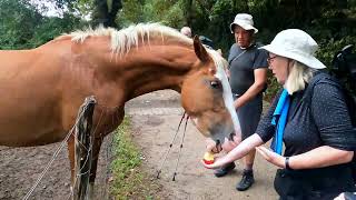 Feeding a Hungry Horse [upl. by Asilanom686]