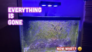 My Mixed Reef Aquarium Crashed After 4 Years What Now [upl. by Bat]