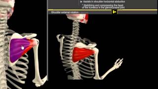 Infrapinatus amp Pectoralis Minor Muscle Motion amp Anatomy [upl. by Eneleh]