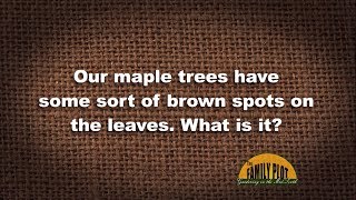 QampA – What is the brown spot on our maple leaves [upl. by Asiret]