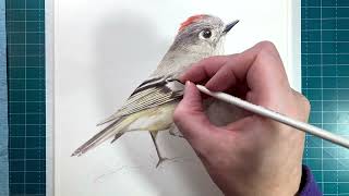 Week 2 of Painting Birds RubyCrowned Kinglet [upl. by Riegel]