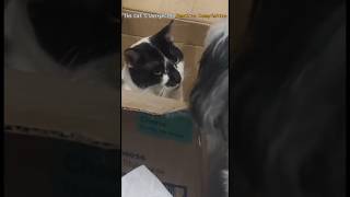 The Cats Unexpected Reaction Compilation [upl. by Cinda324]