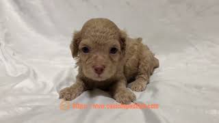 Ennio is a fourweekold toy poodle puppy [upl. by Glennon]