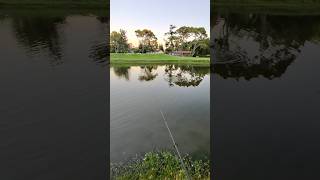 GOLF COURSE BASS FISHING [upl. by Cello]