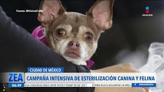 Arranca la campaña intensiva de esterilización canina y felina 2024 en la CDMX  Francisco Zea [upl. by Areta]