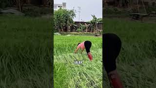 Tujuan petani merebahkan tanaman kangkung pertanian tipsberkebun buahbuahan [upl. by Vinny106]