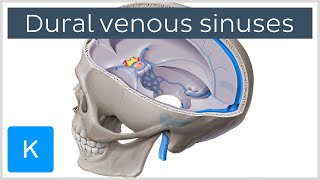 Dural venous sinuses preview  Human Anatomy  Kenhub [upl. by Lena]